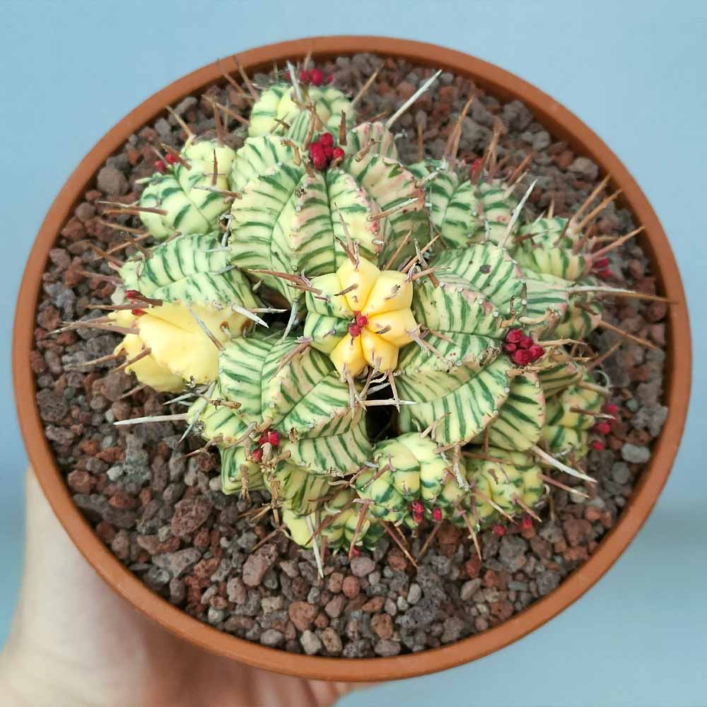 euphorbia meloformis variegata