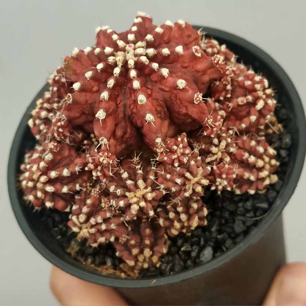 gymnocalycium godji t-rex