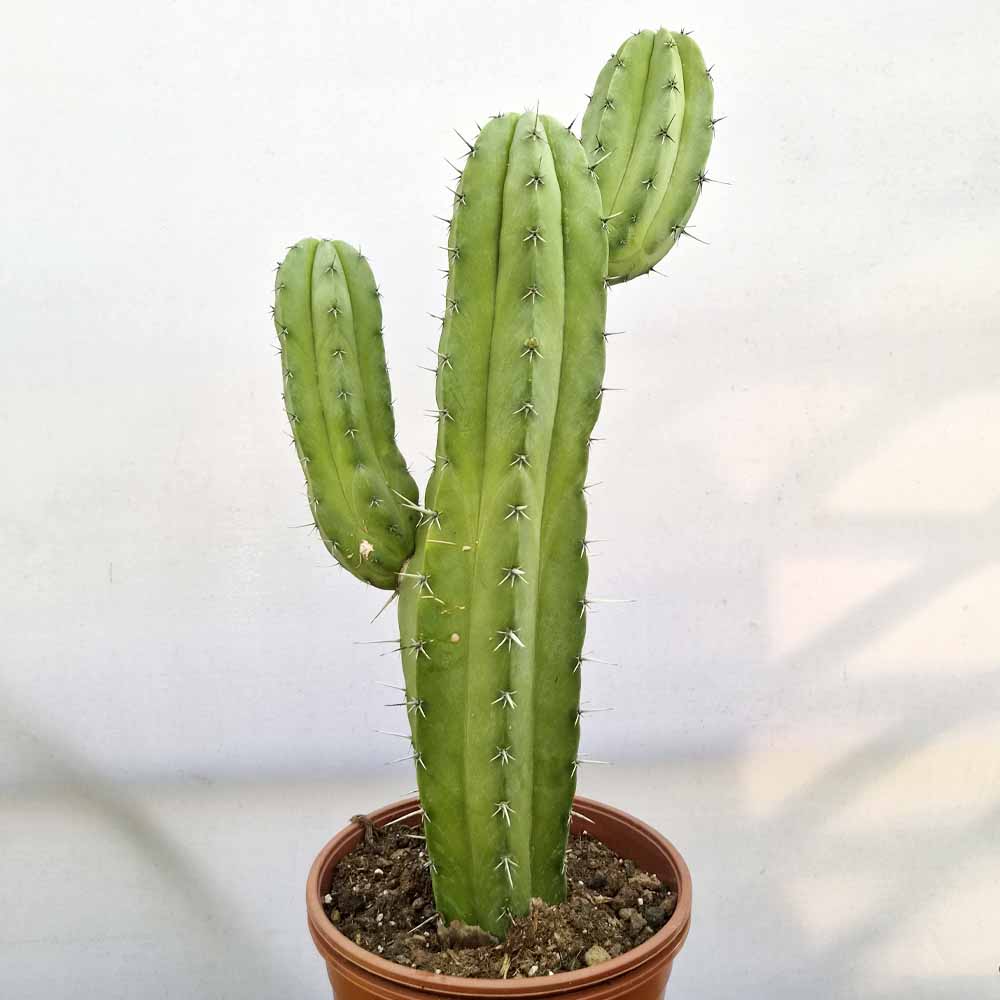 polaskia chichipe