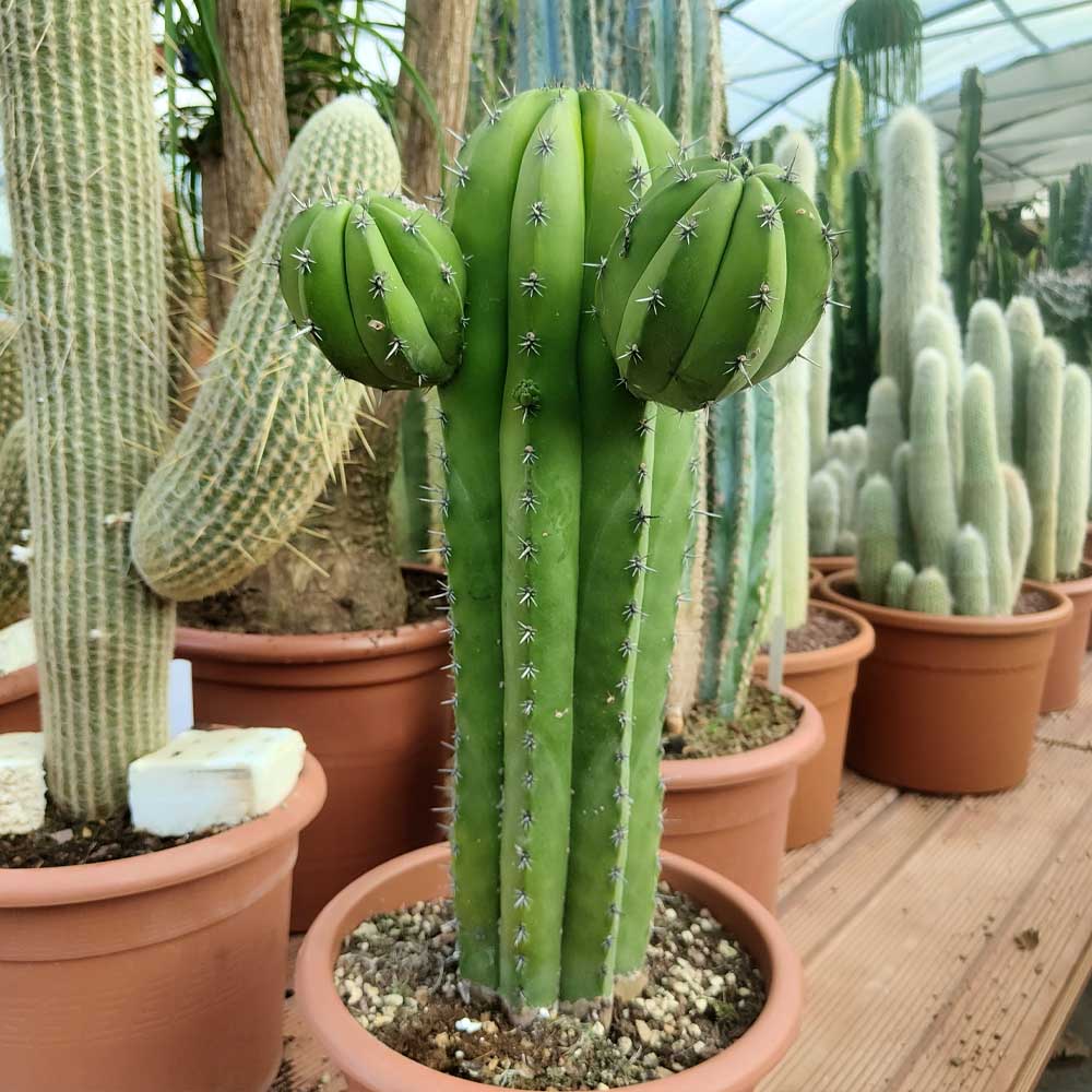 polaskia chichipe cactus