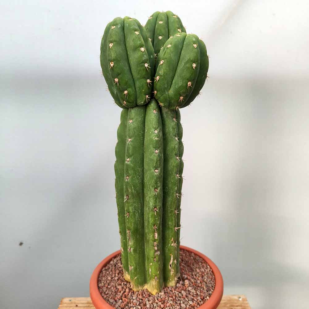 trichocereus bridgesii ramificato