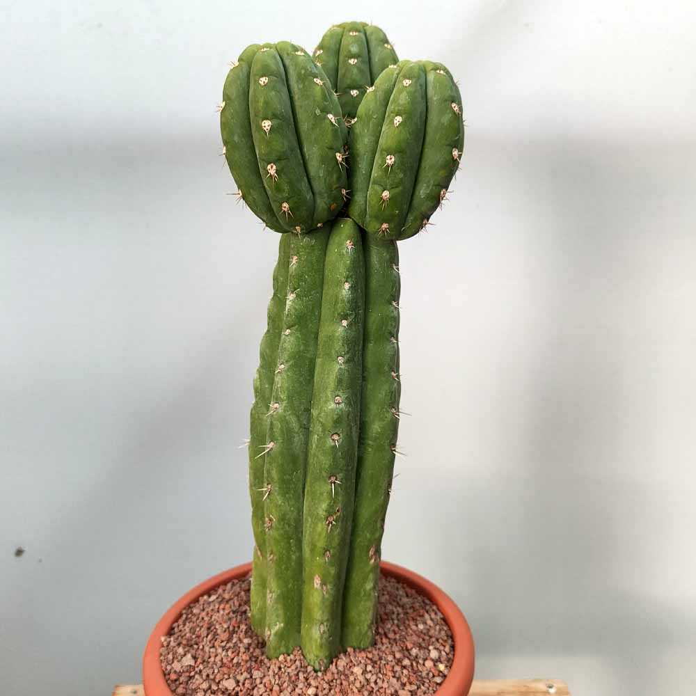 trichocereus bridgesii ramificato cactus