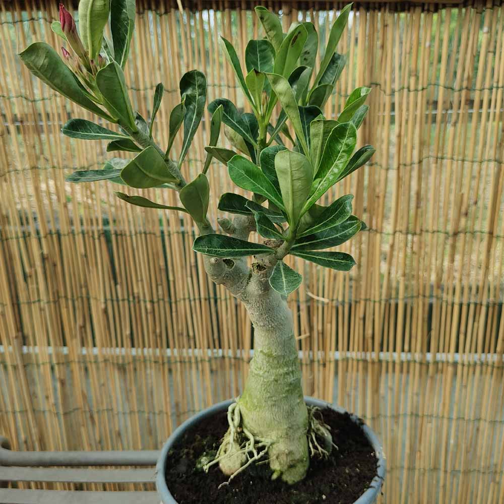 adenium obesum pianta grassa