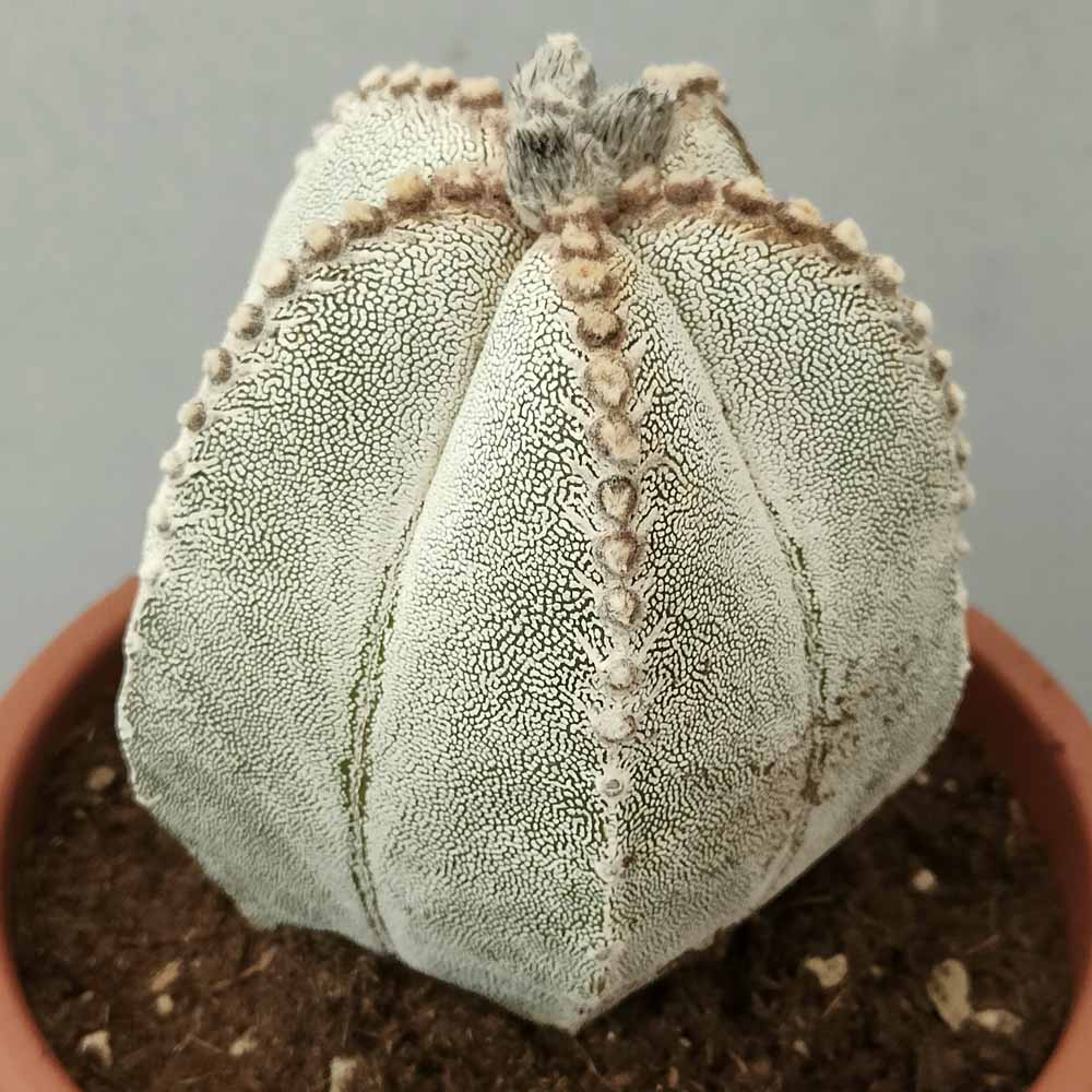 astrophytum onzuka