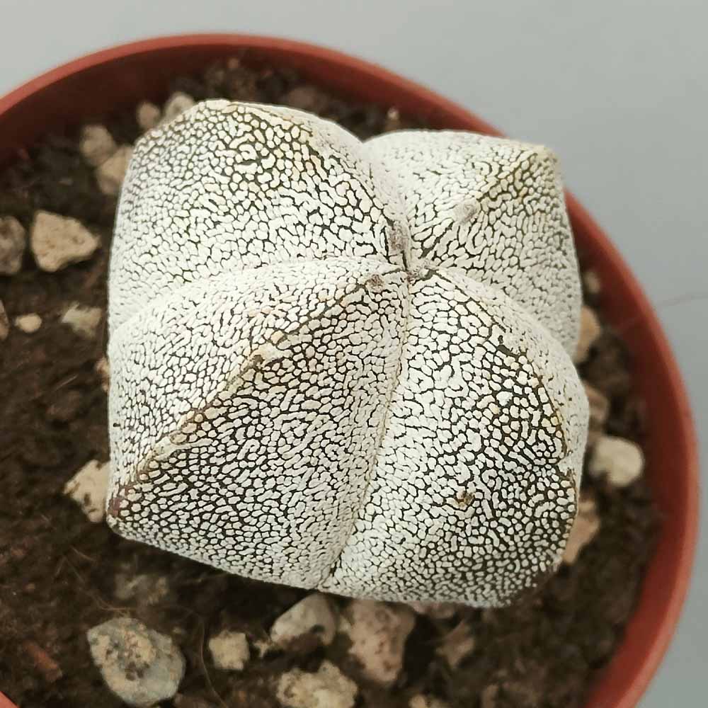 astrophytum onzuka quadricostato