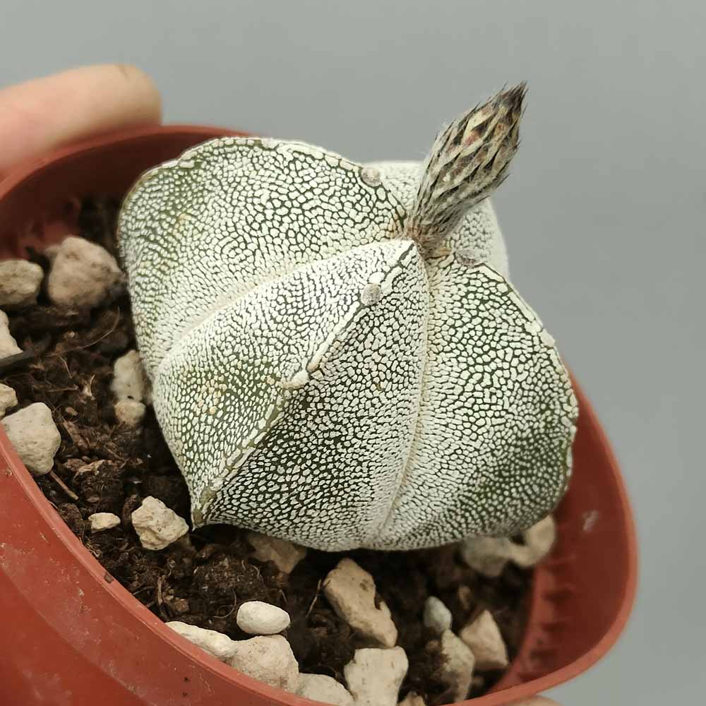 astrophytum onzuka quadricostato