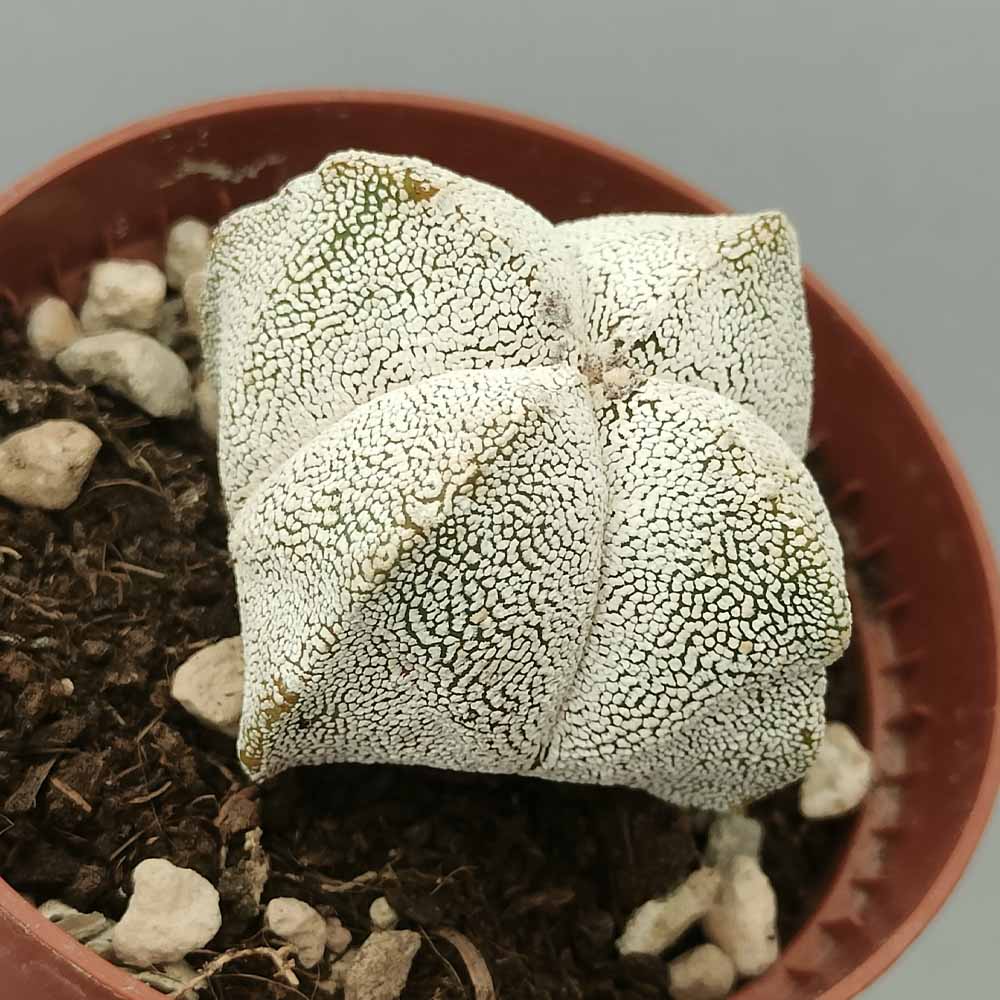 astrophytum onzuka quadricostato