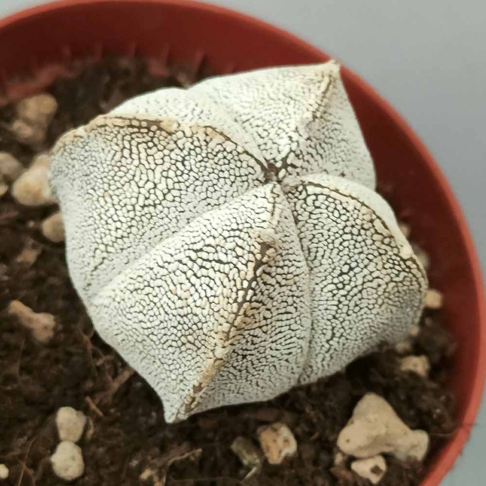 astrophytum onzuka quadricostato cactus