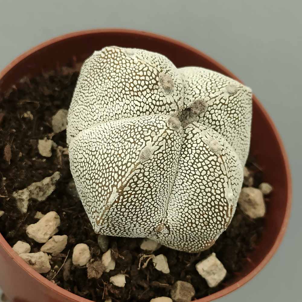 astrophytum onzuka quadricostato cactus