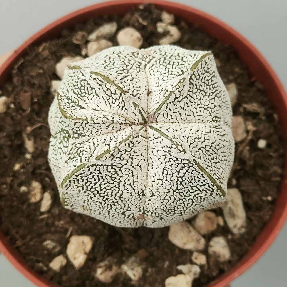 astrophytum onzuka quadricostato cactus