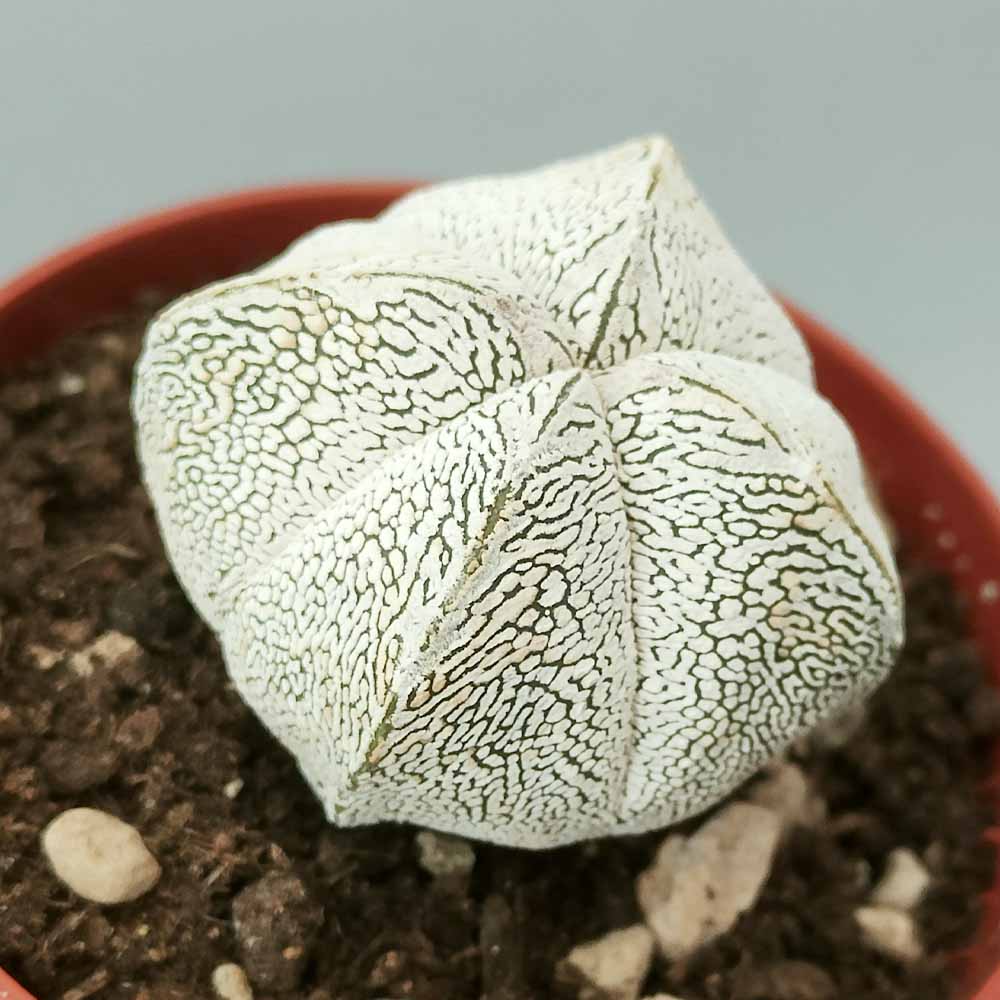 astrophytum onzuka