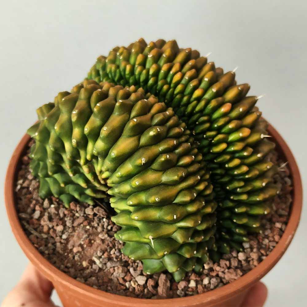 gymnocalycium crestato