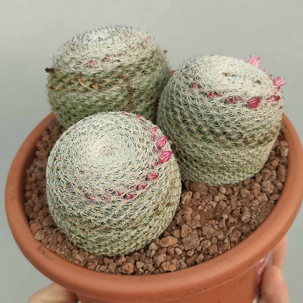 mammillaria pseudoperbella