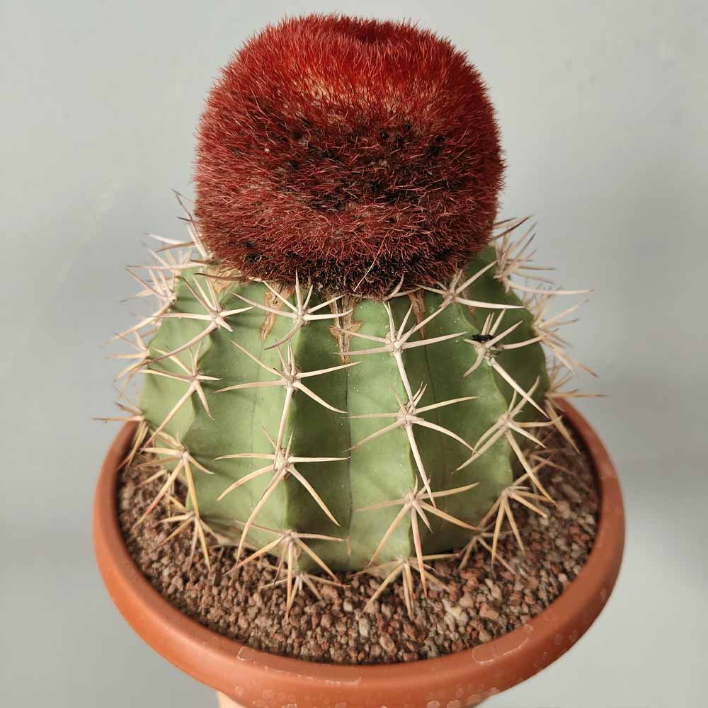 melocactus matanzanus cactus