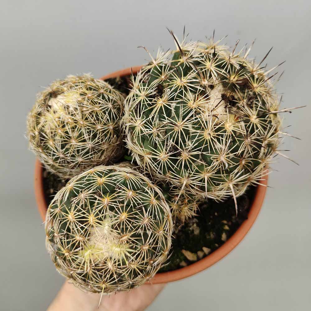 Coryphantha cornifera pianta