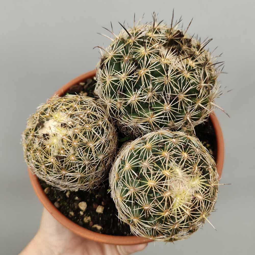 Coryphantha cornifera