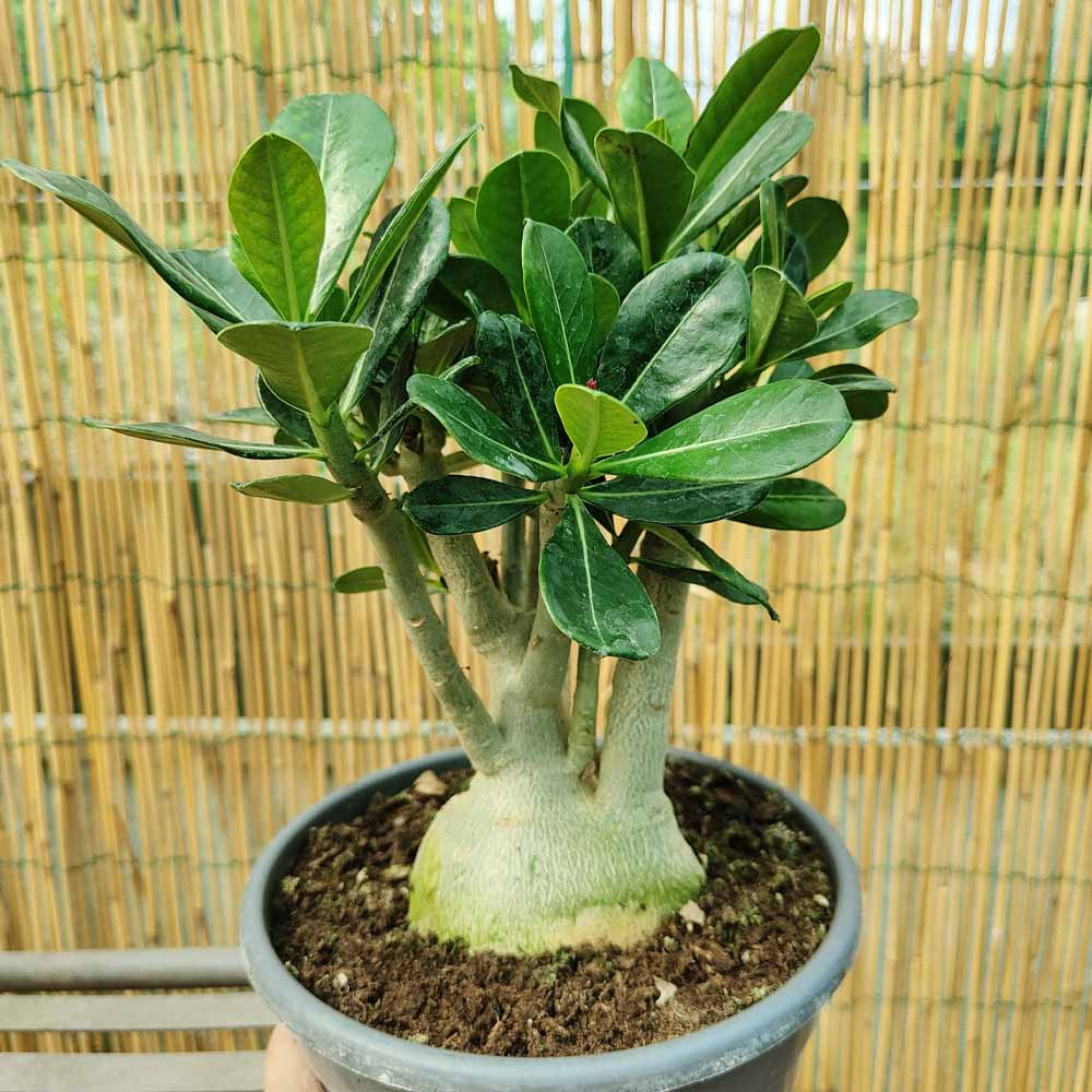 adenium obesum