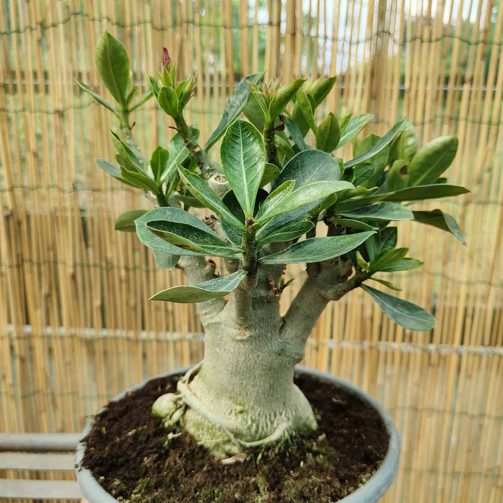 adenium obesum
