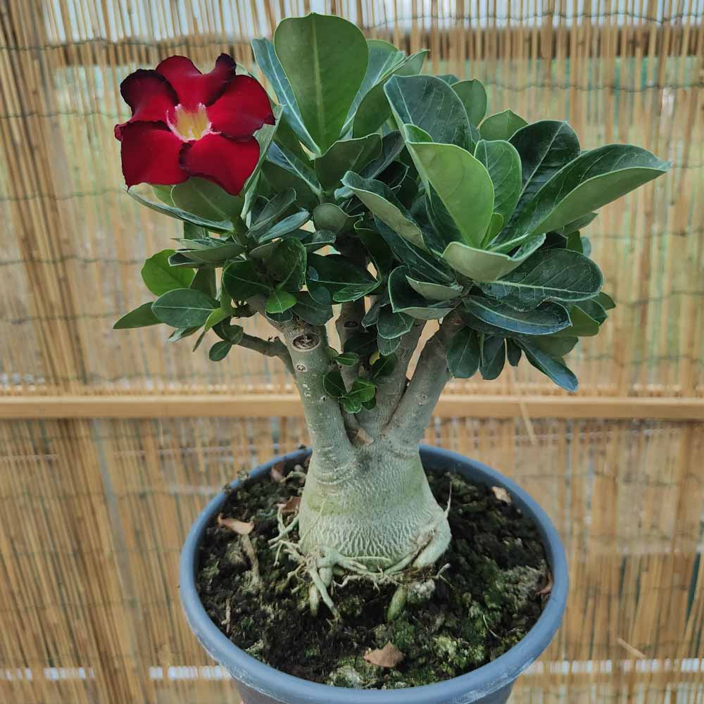 adenium obesum