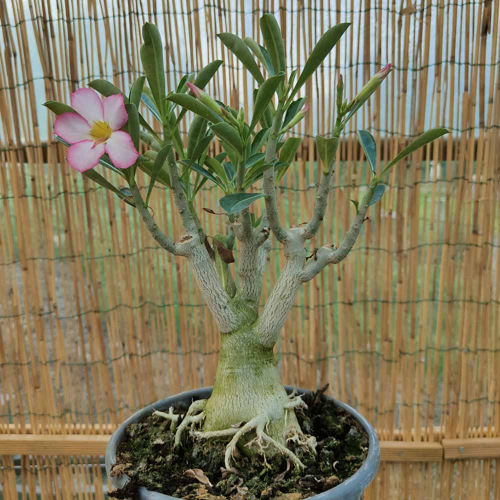 adenium obesum