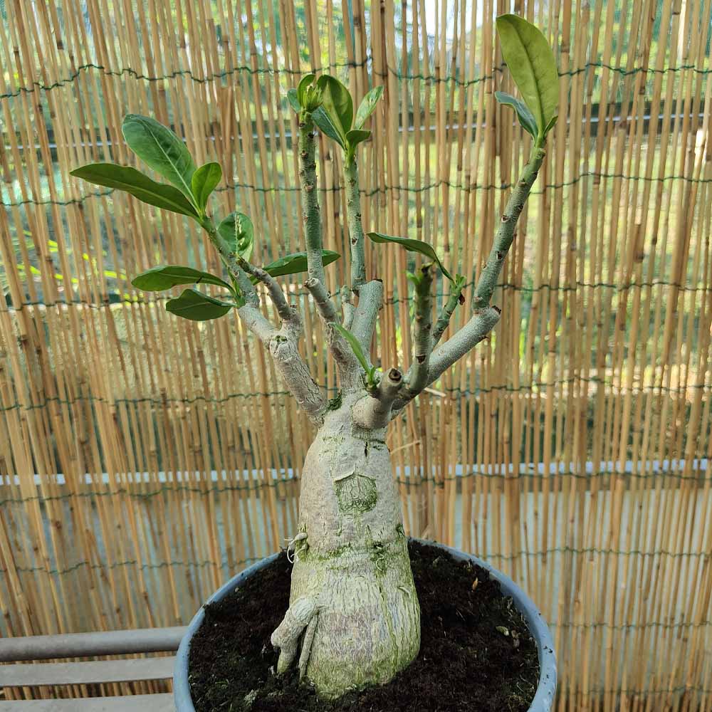 adenium obesum