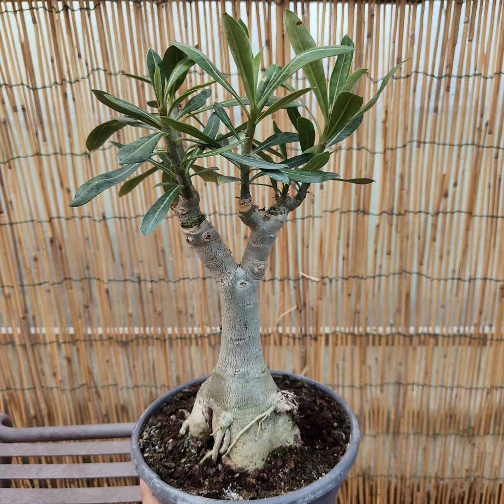 adenium obesum