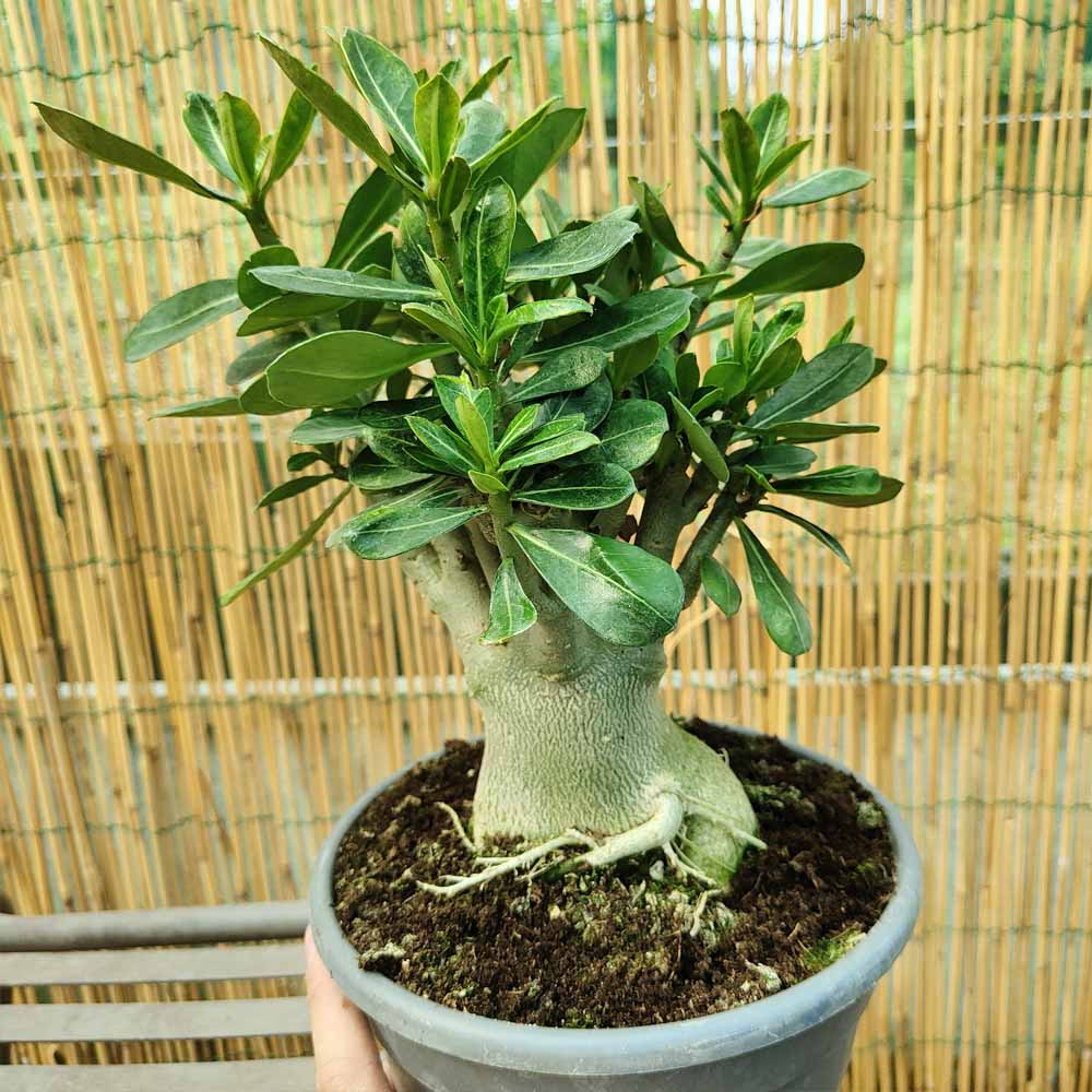 adenium obesum PIANTA