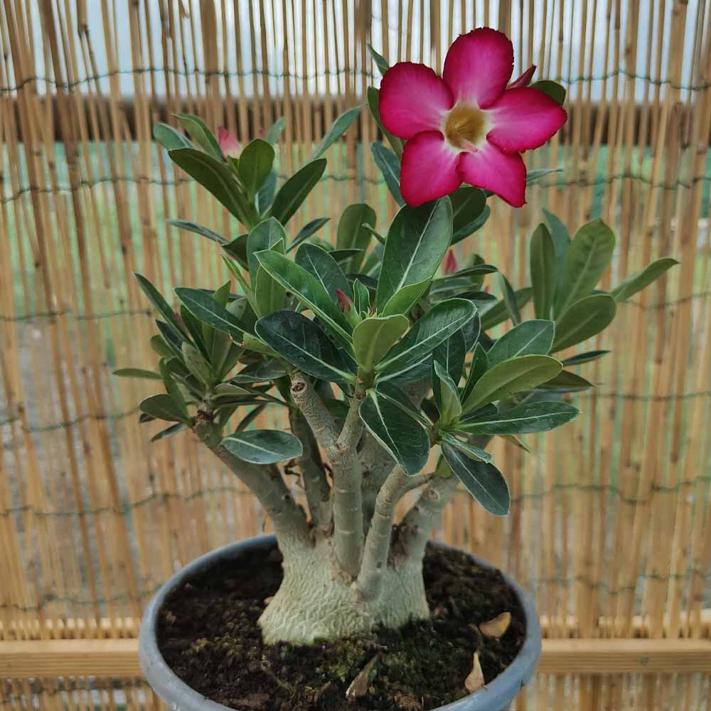 adenium obesum pianta