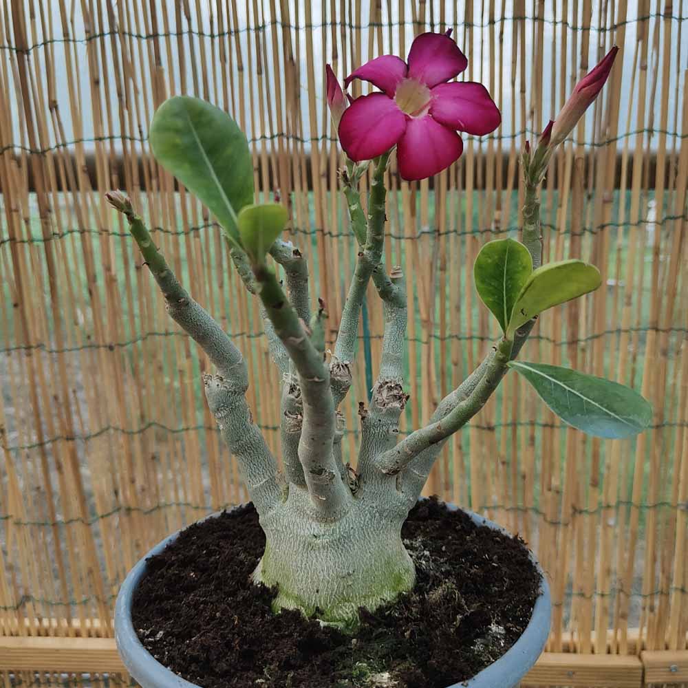 adenium obesum pianta