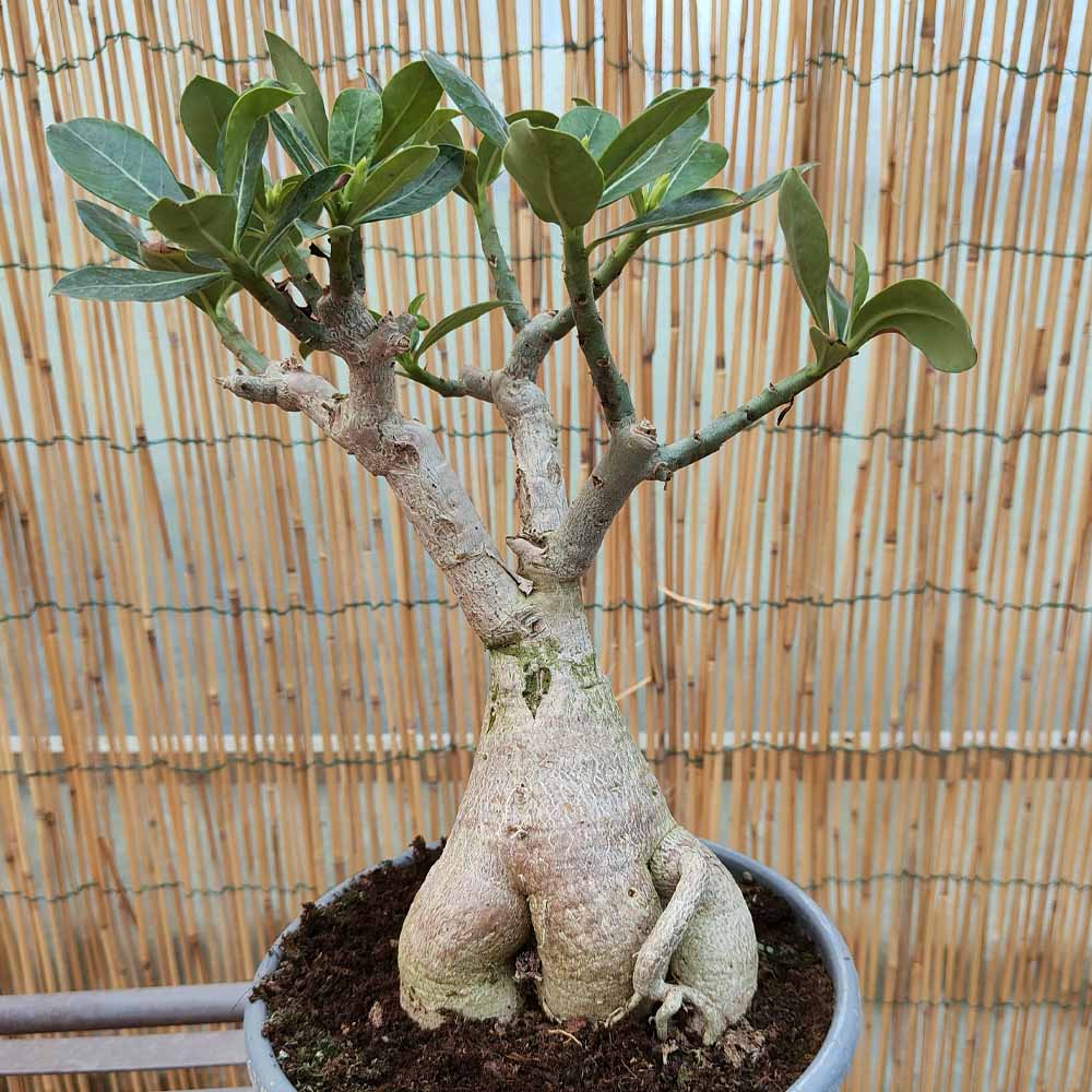 adenium obesum pianta