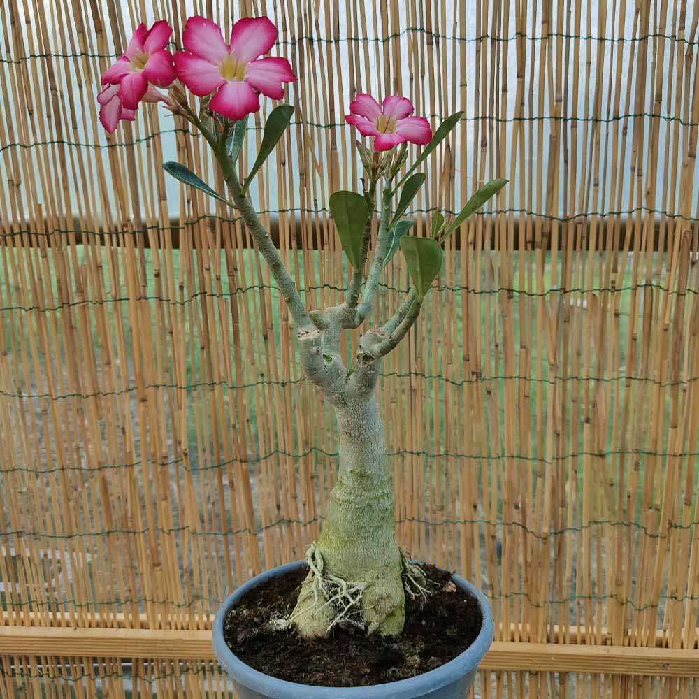 adenium obesum pianta grassa
