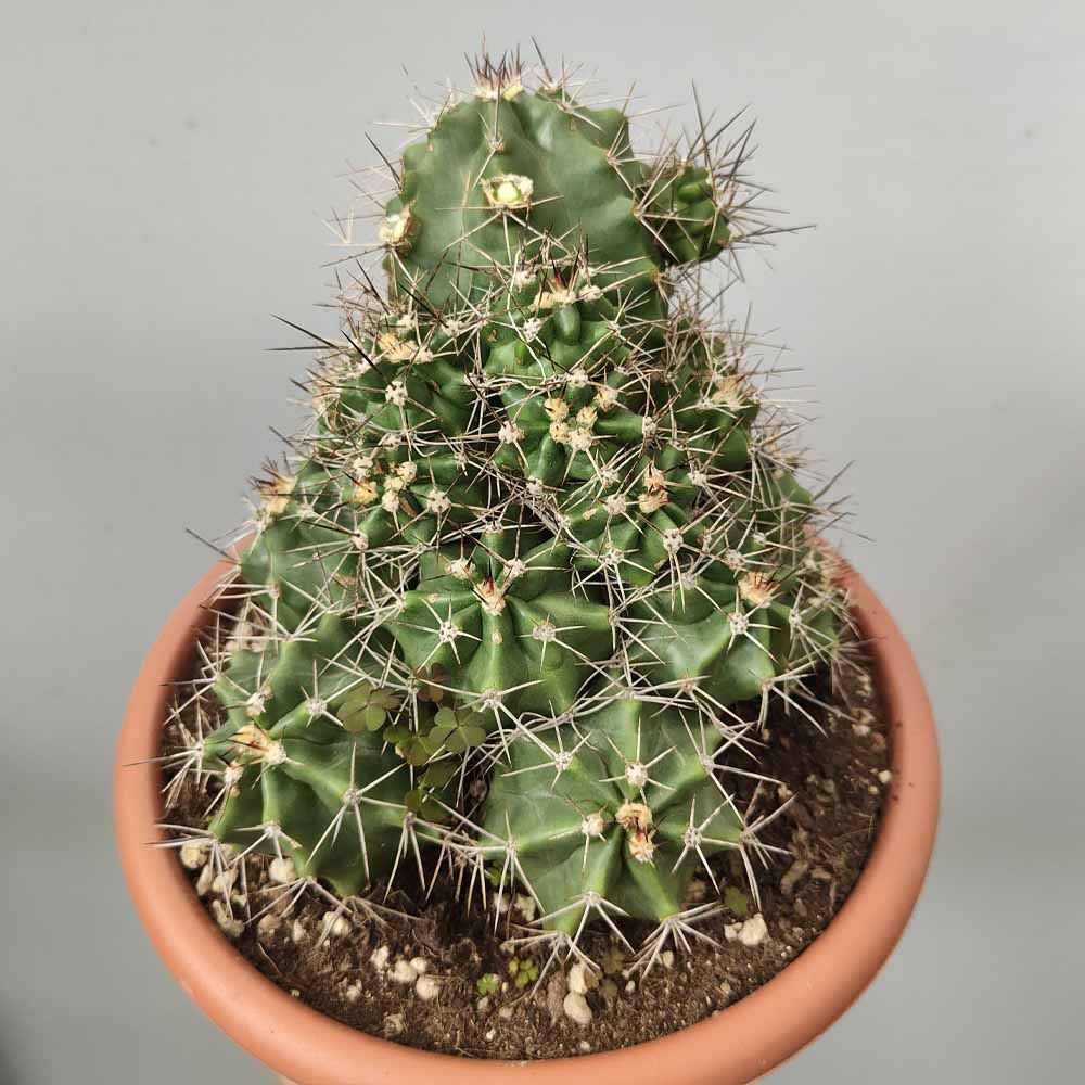 echinocereus triglochidiatus cactus