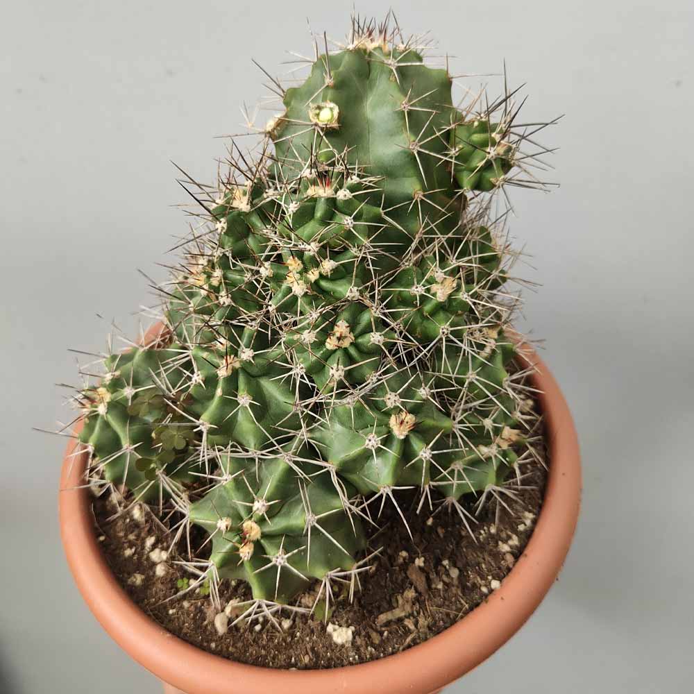 echinocereus triglochidiatus