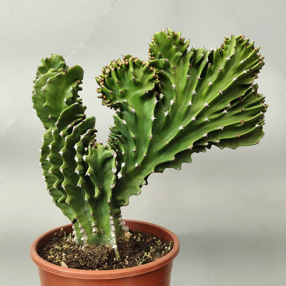 euphorbia ingens crestata