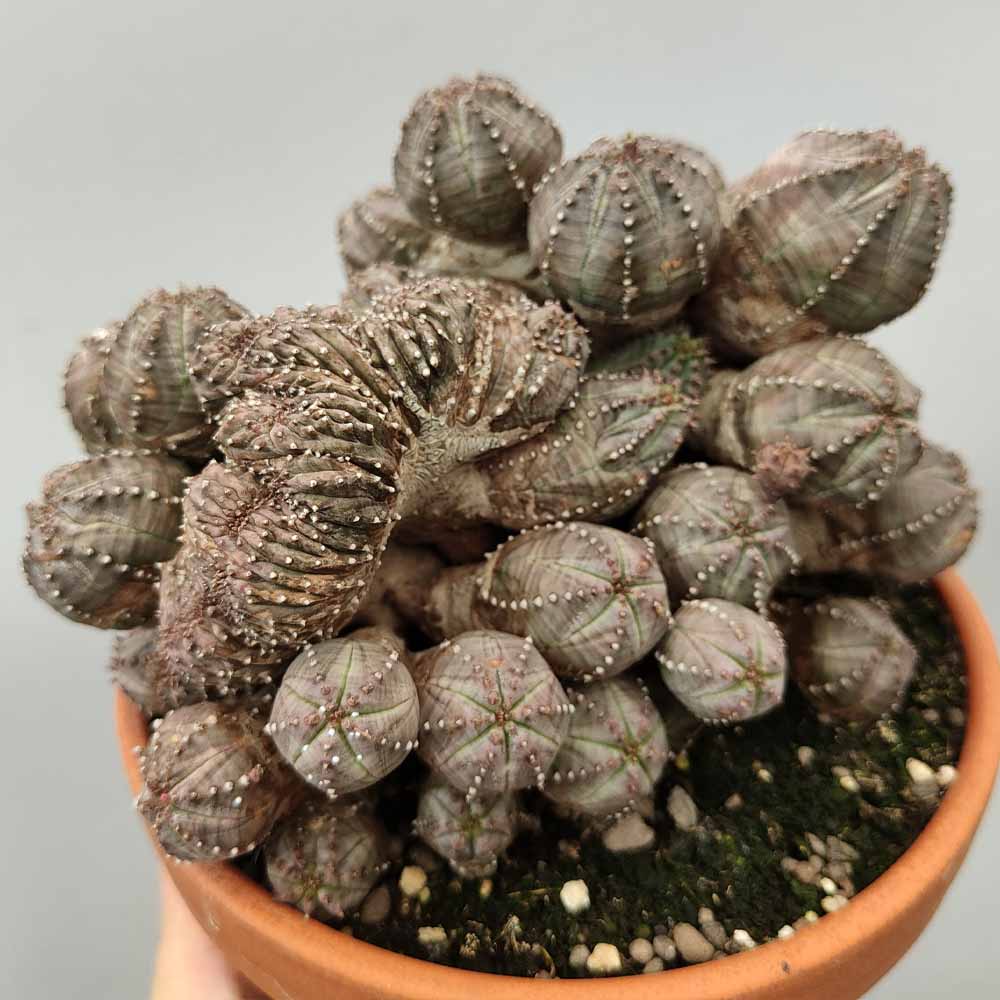 euphorbia pseudoglobosa crested