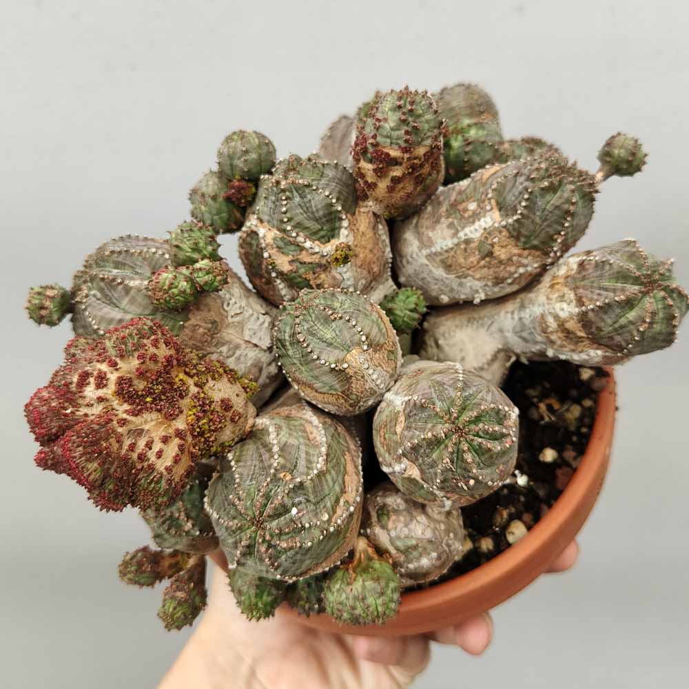 euphorbia pseudoglobosa moster