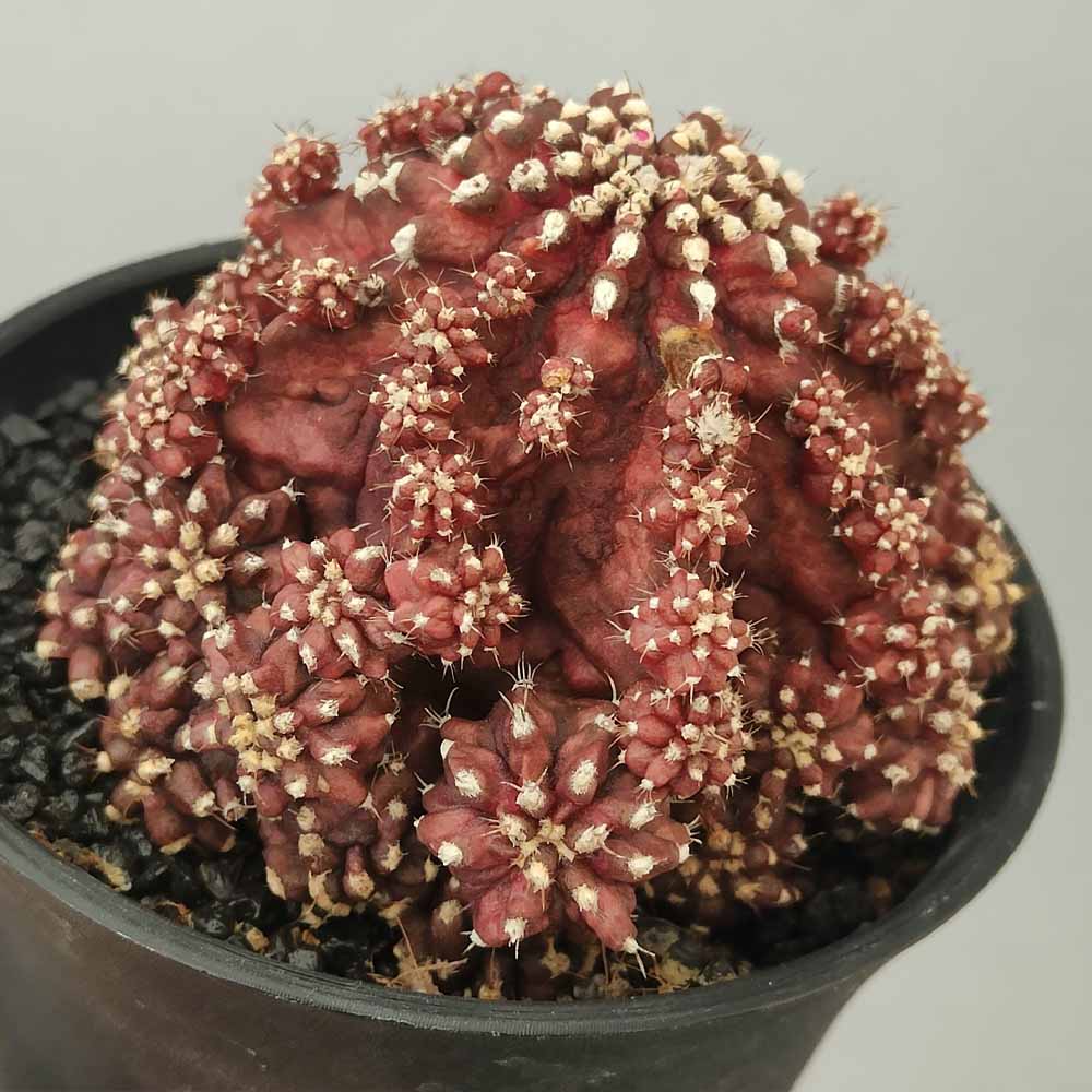 gymnocalycium godji t-rex