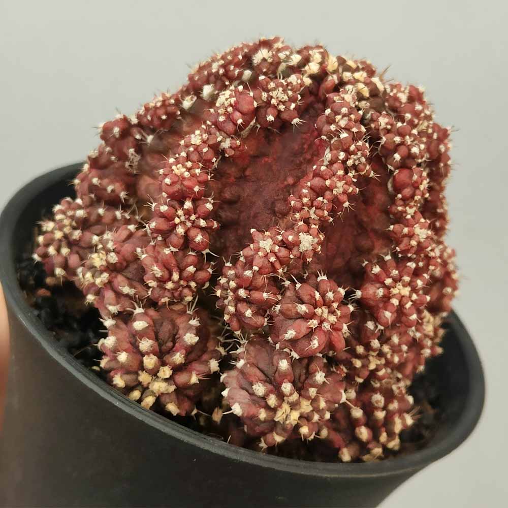 gymnocalycium godji t-rex cactus