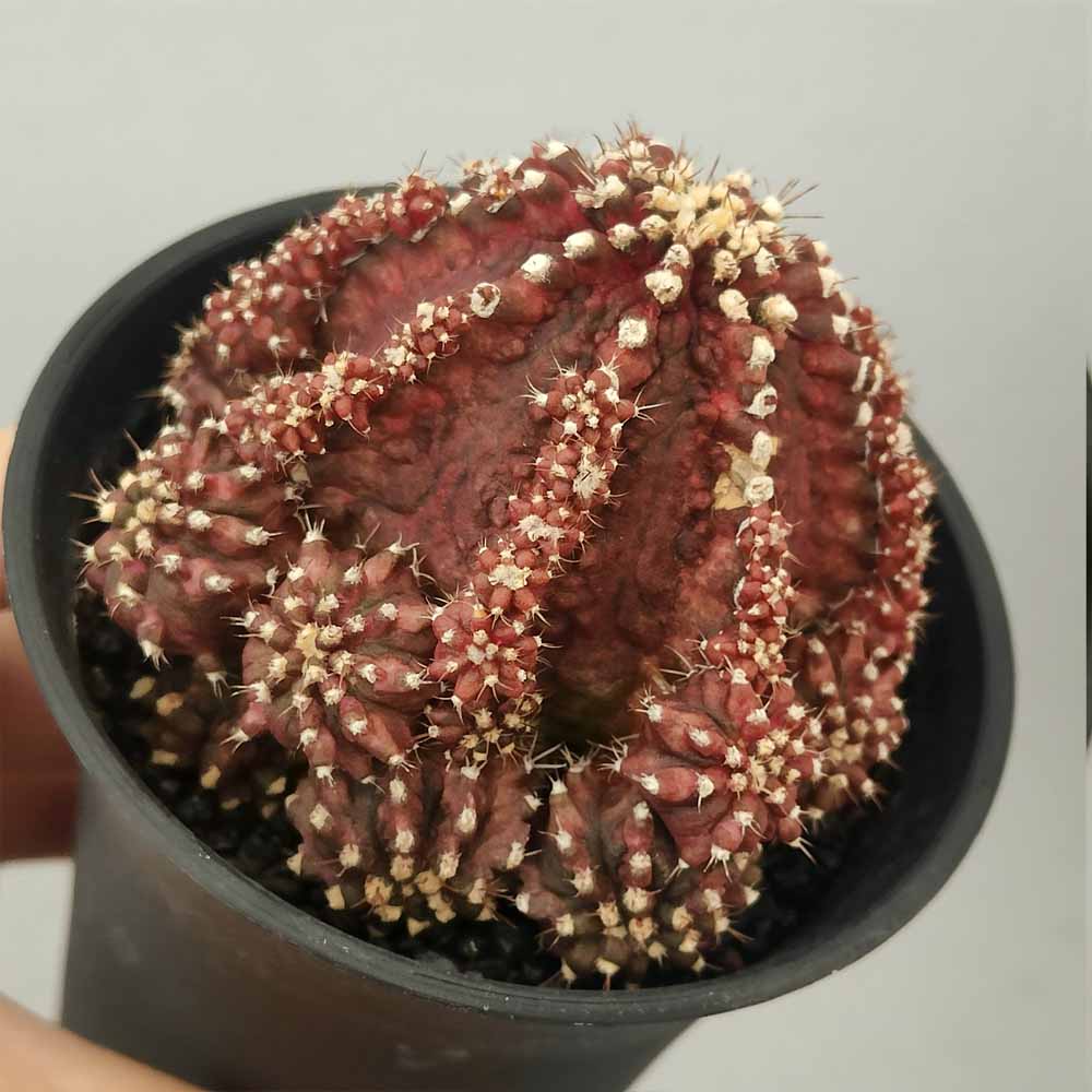 gymnocalycium godji t-rex