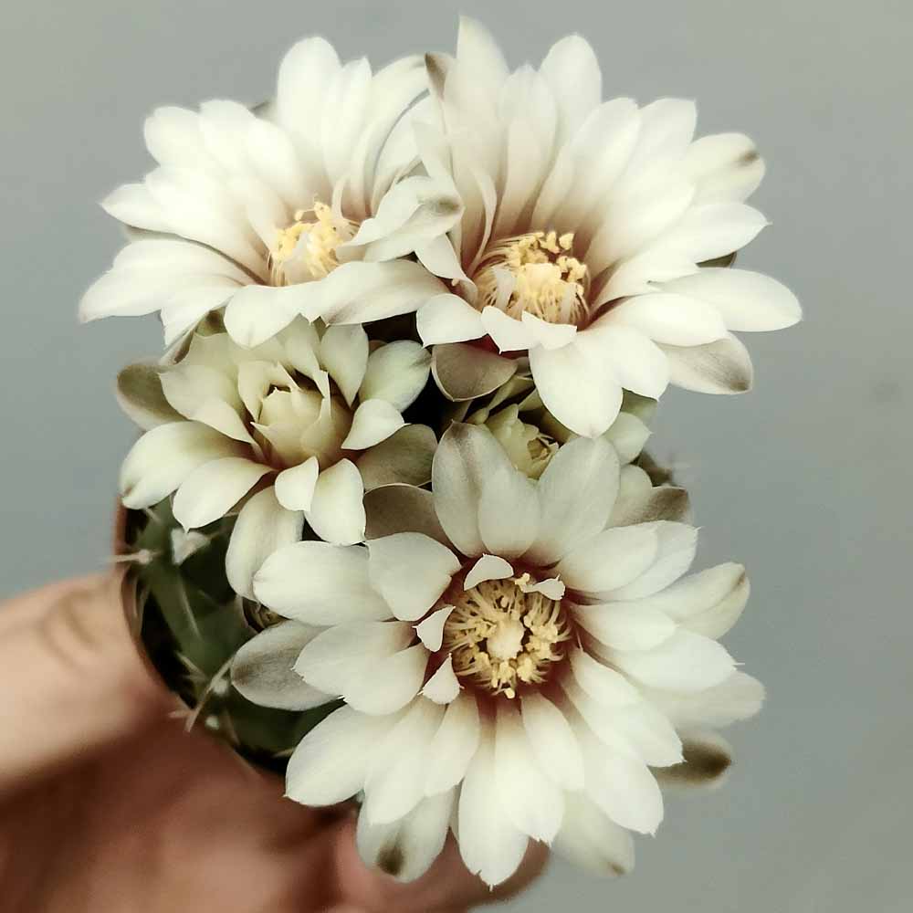gymnocalycium quehlianum fiore