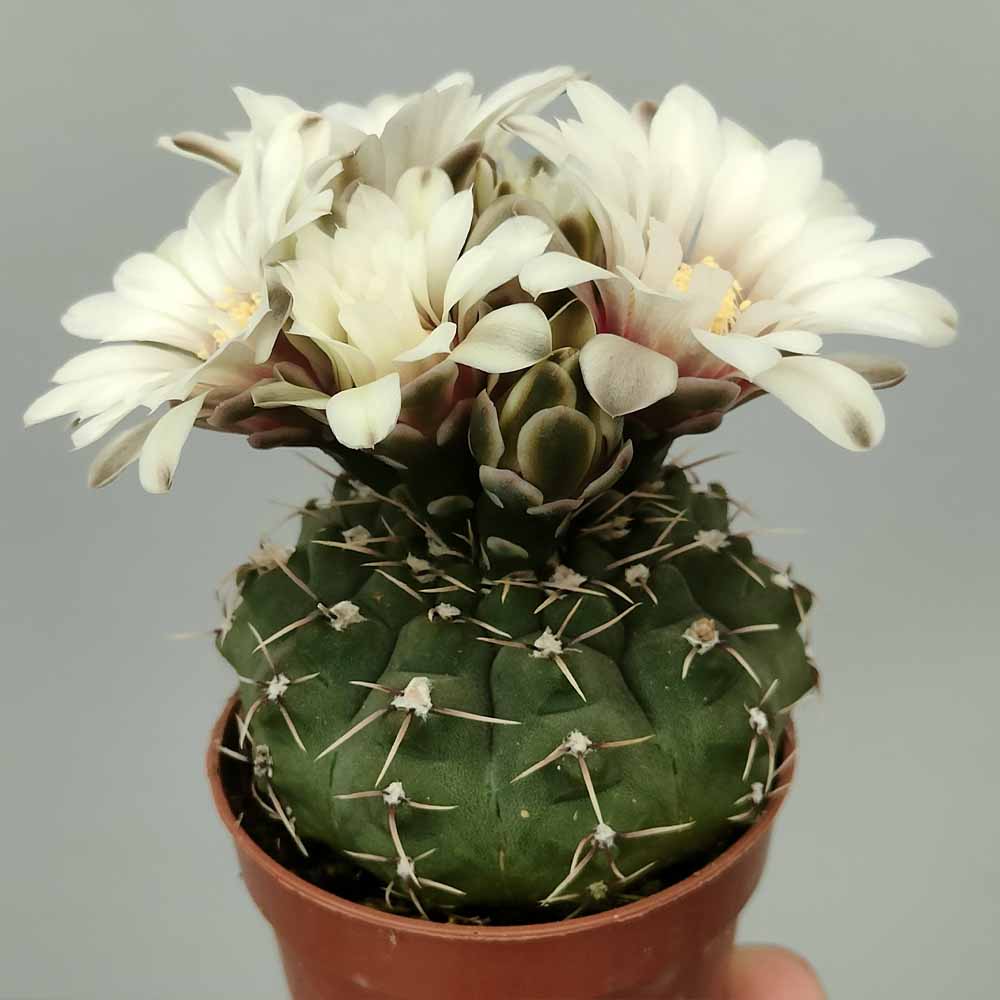 gymnocalycium quehlianum