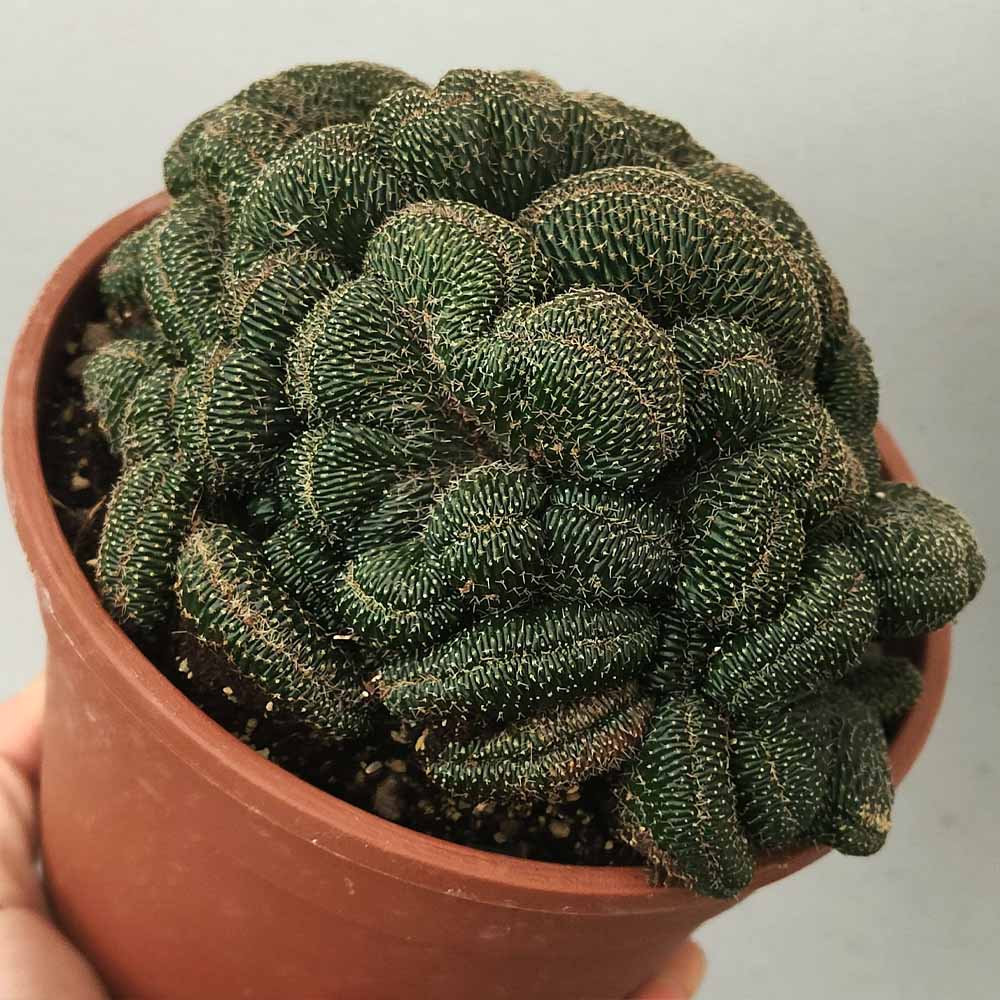 lobivia famatimensis crestata pianta