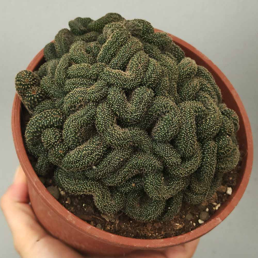 lobivia famatimensis crestata