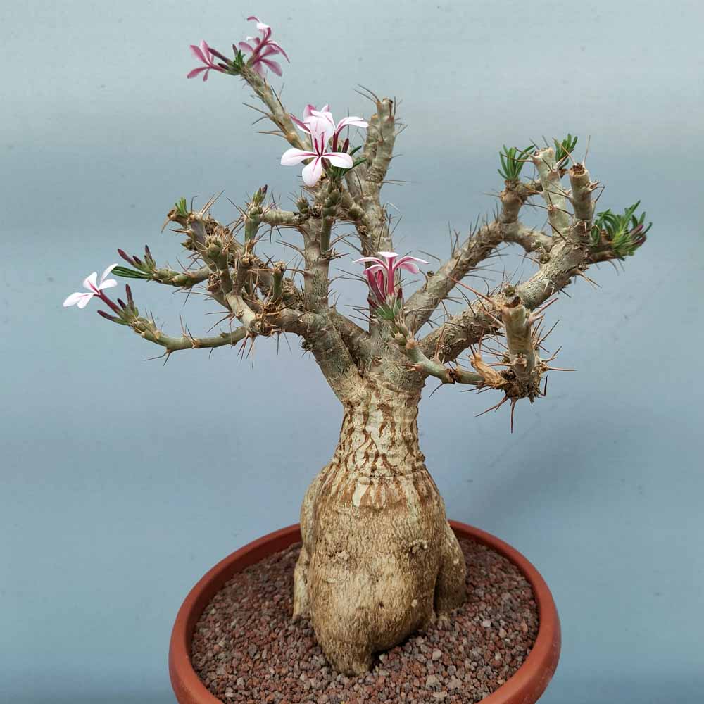 pachypodium succulentum