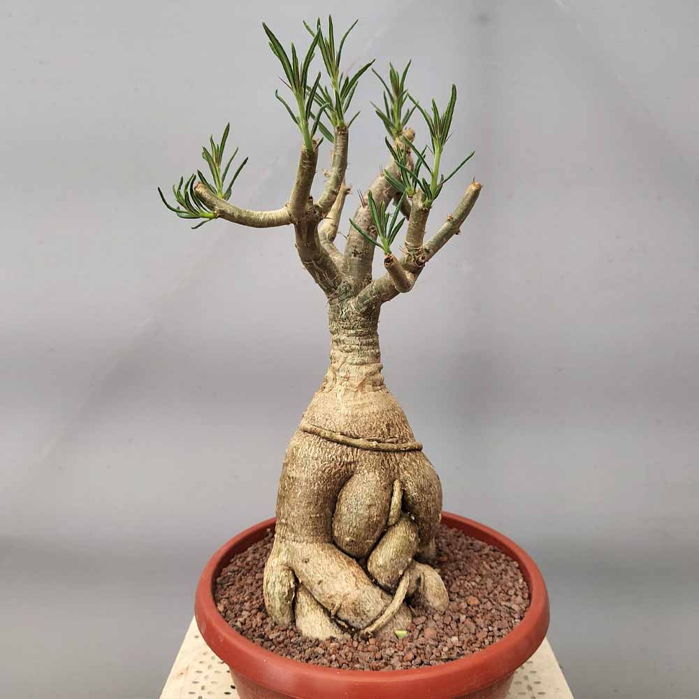 pachypodium succulentum cactus