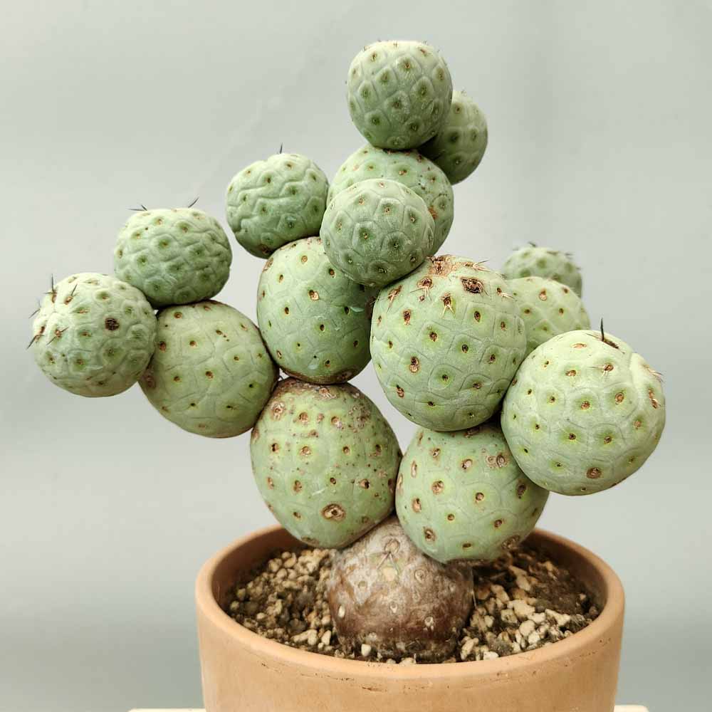 tephrocactus geometricus pianta