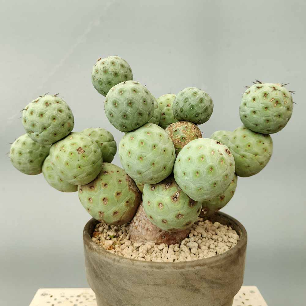tephrocactus geometricus