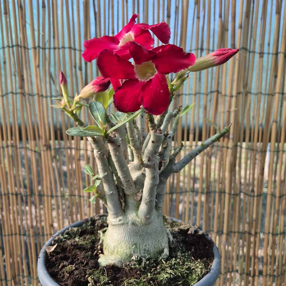 adenium obesum