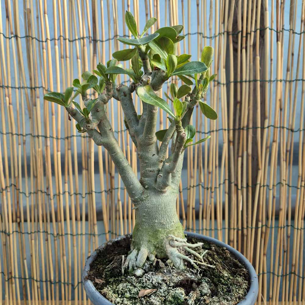 adenium obesum