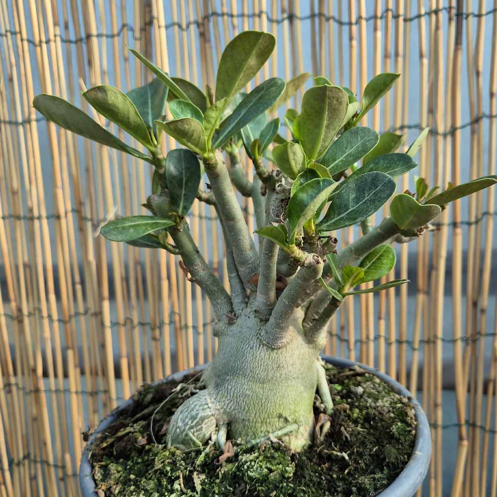 adenium obesum pianta